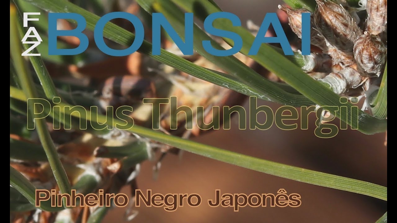 Bonsai Pinus Thunbergii - Faz Bonsai