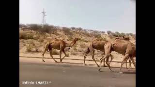 You must see the beautiful camels #animal #camel #trending