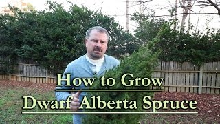 How to grow Dwarf Alberta Spruce (Upright Christmas Tree Shaped Conifer)