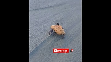 Hermit crab walking at a sea beach/ G plot sea beach sundarban