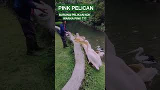 Pink Pelican, Burung Pelikan Warna Pink, #Beautiful #Shortvideo #Viral