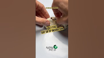 A dark cloud over what should be a joyful day… #molinarosnakelab #uglyegg #pythons #royalpython #diy