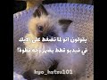 جربوا وقولوا اذا ضبطت معاكم😭#طنجرة_لكيو #anime #اكسبلور #نطالب_بطرد_الأوتاكو_لليابان #شلتنا #تانجيرو