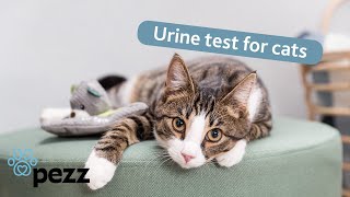 Early detection of diseases in cats  easy testing at home with the Pezz urine test