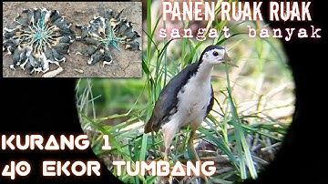 berburu ruak ruak kurang 1 poin 40 ekor tumbang