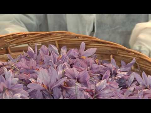 Видео: Заводът за сребърна дантела - отглеждане на сребърни дантелени лози в градината