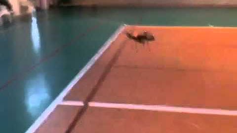 Gaui 330x s aurora hitec 9 flycamone 3