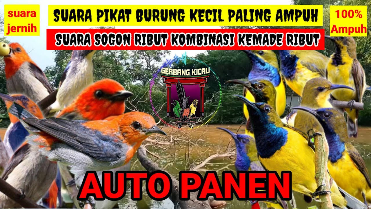 SUARA PIKAT BURUNG KECIL PALING AMPUH‼️KOMBINASI SUARA SOGON RIBUT DAN BURUNG KEMADE RIBUT
