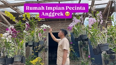 INDAH BANGET || KEBUN ANGGREK PENUH WARNA DAN WANGI YANG MEMIKAT 💐