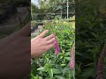 А не упустили ли мы из виду веронику?
