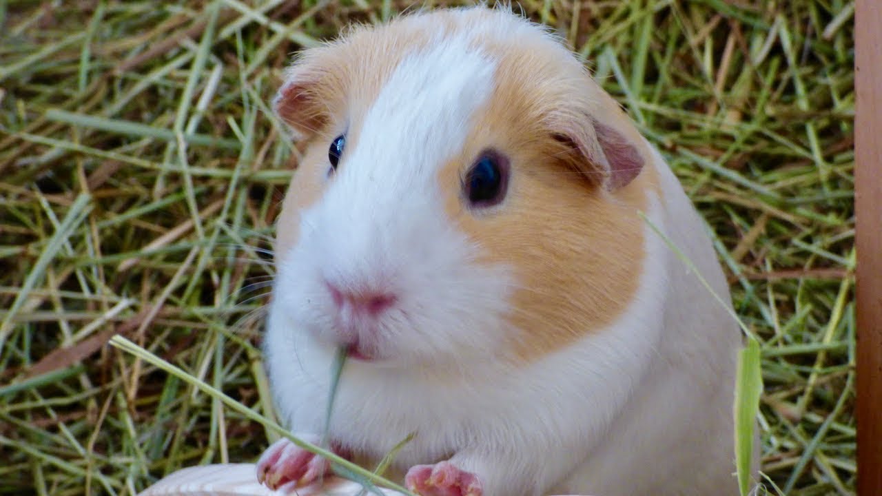 why do guinea pigs bite each other