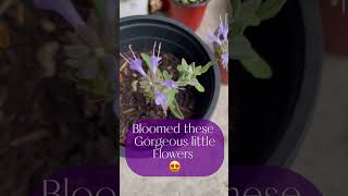 Sage Plants and Flowers for Witchy Garden and Fragrance #shorts #sage #witchy