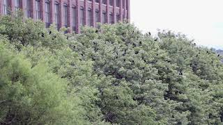 Young Fish Crows in overnight roost!