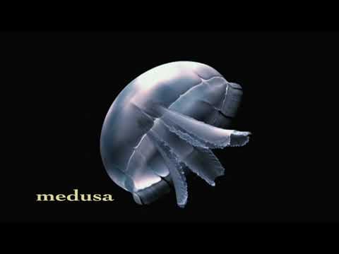 Video: Verschil Tussen Medusa En Polyp