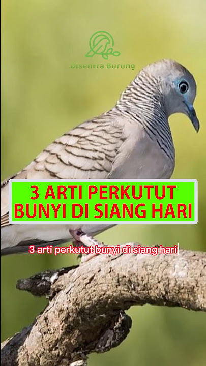 3 Arti Perkutut Bunyi Di Siang Hari #shorts #perkutut #katuranggan #burungperkutut #disentraburung