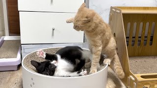 新入り子猫とバトル勃発！？野良出身は強かった【ポノfam物語#63】Battle breaks out with new kitten！？
