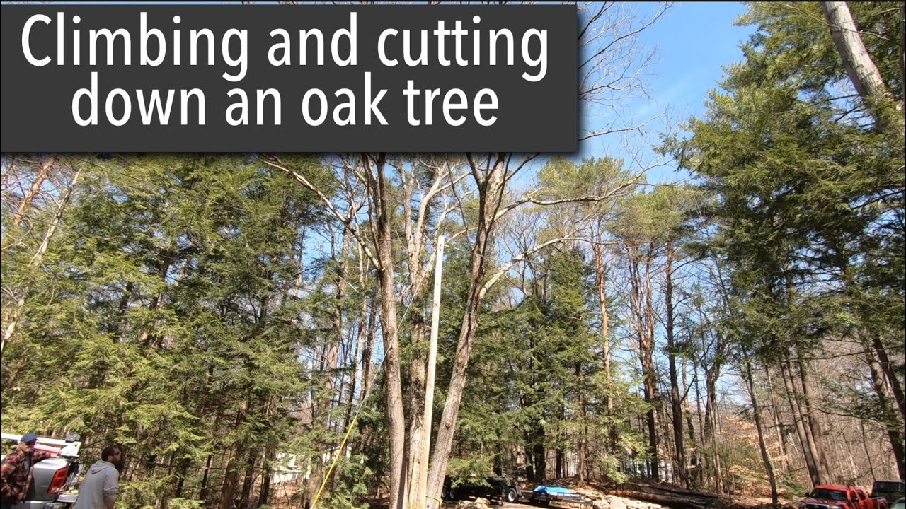 oak tree removal, we have a mechanic in a tree part 2 - YouTube