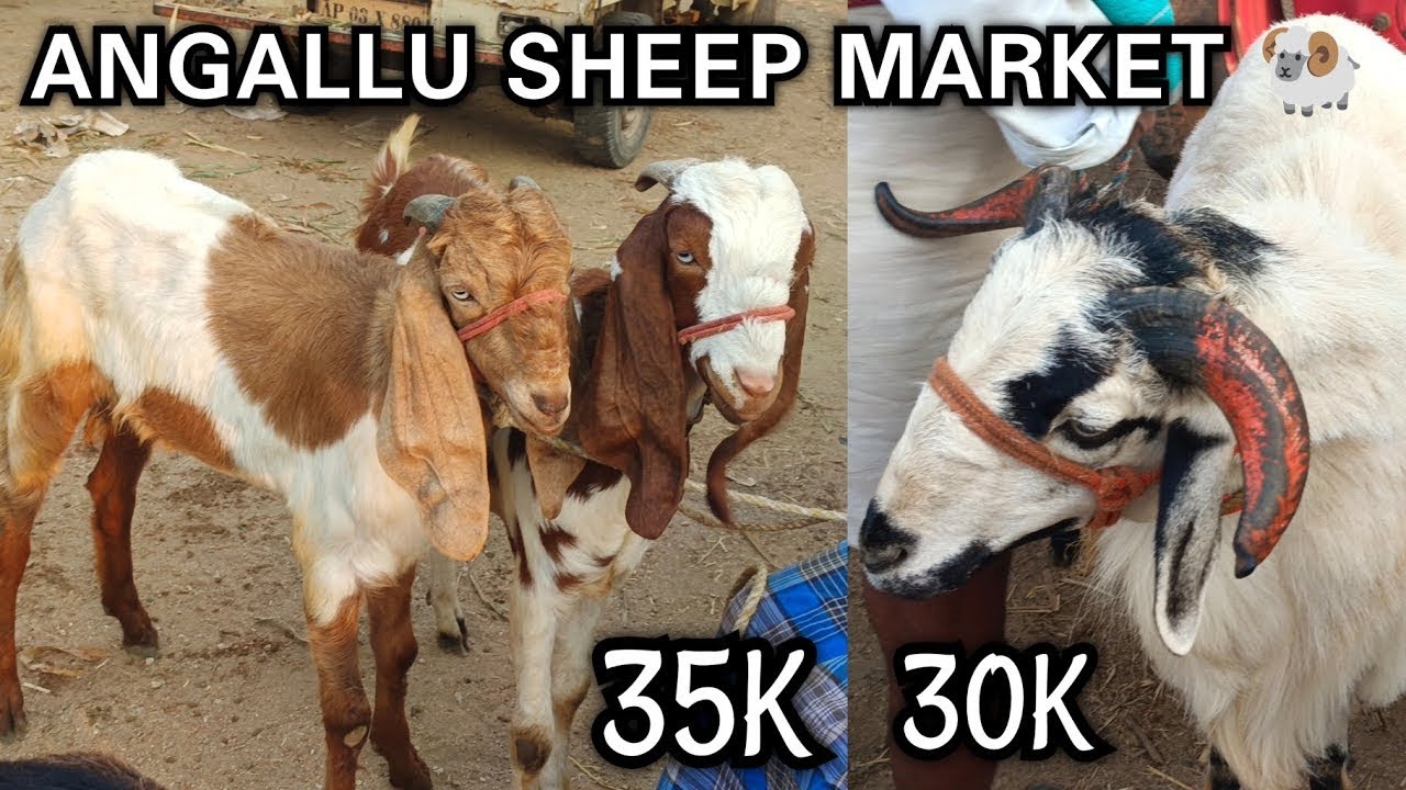 Angallu Sheeps Market Every Saturday 🐏🐑 - YouTube