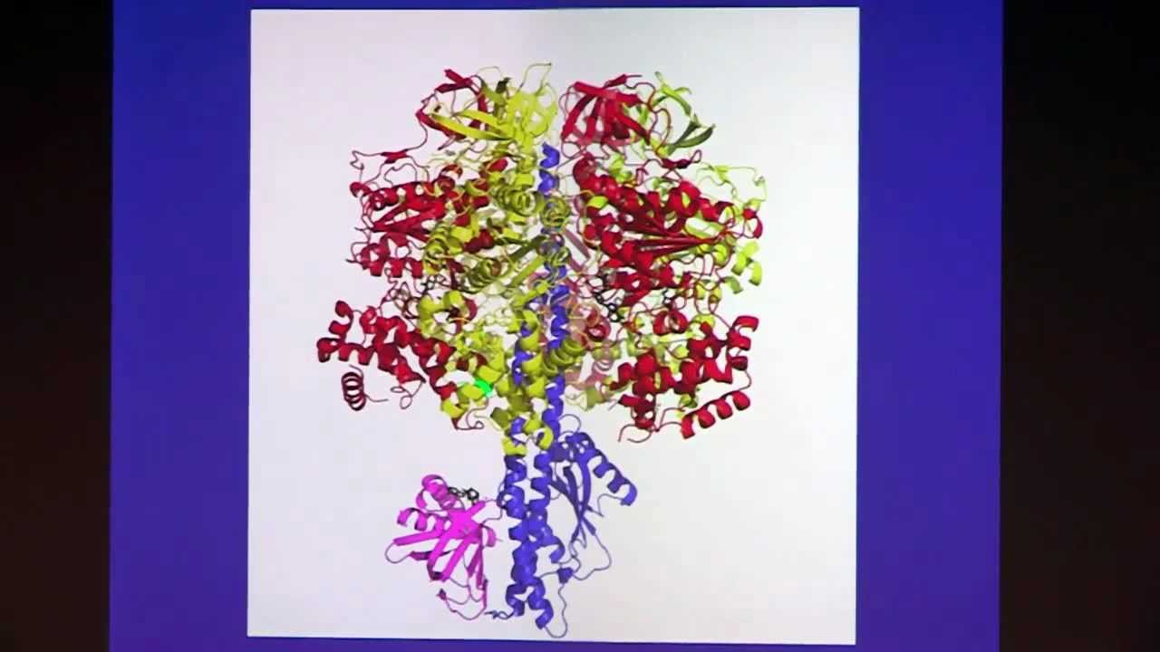ATP Synthase: the Understood, the Uncertain, and the Unknown Part 4 of 5