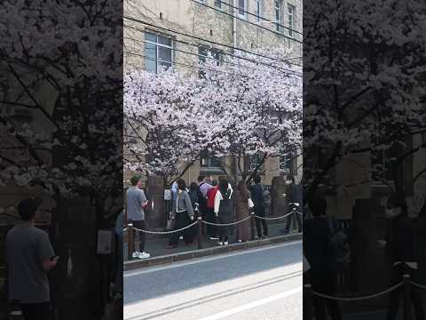 2025年3月23日（日）桜満開の京都烏丸に観光客殺到！櫻花盛開，遊客蜂擁前往京都烏丸！Cherry blossoms in full bloom in Karasuma, Kyoto