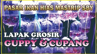 HARGA TERBARU IKAN GUPPY & CUPANG // PASAR IKAN MASTRIP SURABAYA