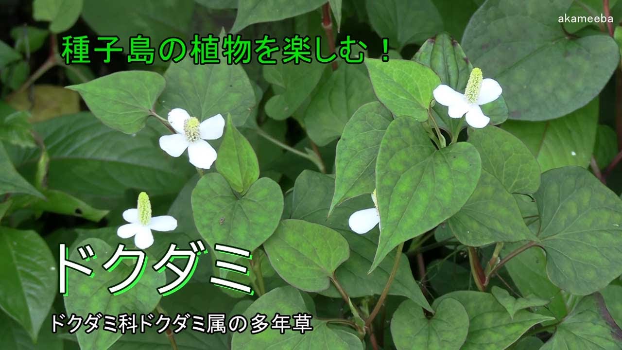 ドクダミ 初夏のころ茎先に花穂を出し小さい花を密に咲かせ4個の白い総