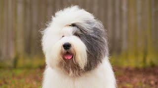 Building a Bond with Your Old English Sheepdog