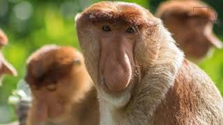 Proboscis Monkey | is a mediumsized arboreal primate that is found exclusively in the rainforests