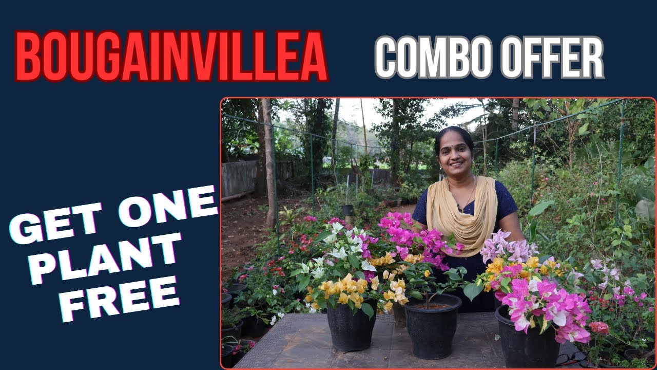 ബൊഗൈൻവില്ല COMBO OFFER SALES  🌺🌸🍀🍃 II MALAYALAM VLOG 135@UshusHomeGarden