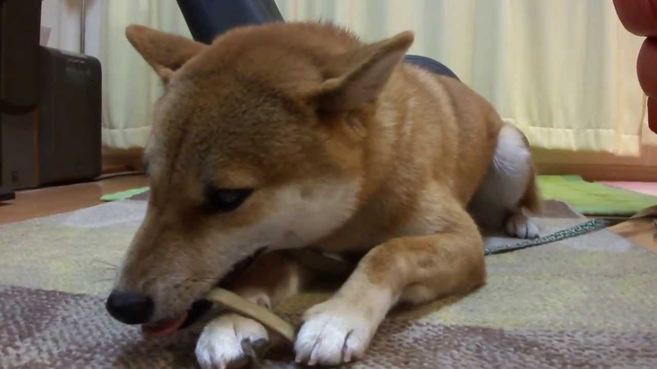 柴犬イチロー豚骨をバリバリ食べる Youtube 柴犬イチロー豚骨をバリバリ食べる Youtube