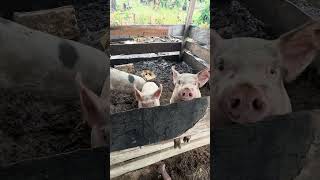 Se mojaron los marranos #agricultura