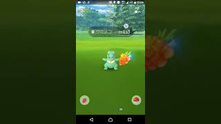 ポケモンgo 早速ですがワニノコ色違いゲットしました ワニノココミュニティデイ Youtube ポケモンgo 早速ですがワニノコ色違いゲットしました ワニノココミュニティデイ Youtube