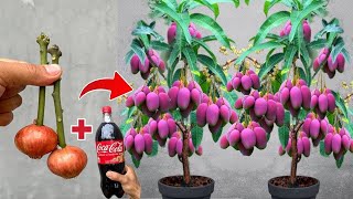 How to grafting mango trees using CocaCola to promote 100% fast fruiting