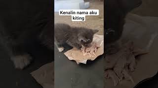 kiting #shortvideo #cat #shorts #kucing #kucingabuabuyanglucu #foryou #fyp