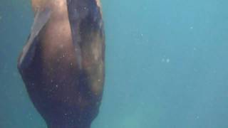 Lobito Curioso Buceando En Isla De Choros 2010