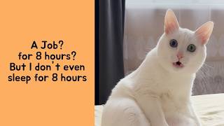 45 Feel-Good Cat Memes That Will Brighten Your Day