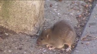 NYC's 'strongest soldier' is a rat-killing dog named Luna