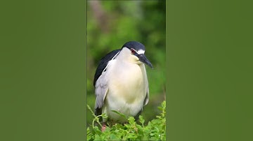 A Sweet Bird Dancing in Desperado Song #youtubeshorts #shorts