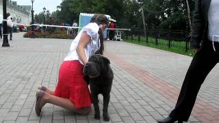 Витебск, Региональная выставка собак всех пород 21.08.2011 Витебск, Региональная выставка собак всех пород 21.08.2011