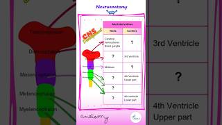 Neuroanatomy Docrobytes Flashcards Usmle Drone