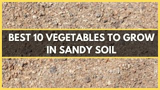 SANDY SOIL:BEST 10 VEGETABLES TO GROW IN SANDY SOIL|FARMING IN SANDY SOIL| CROPS GROWN IN SANDY SOIL