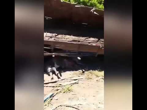 Caminhão carregado de gado tomba na BR-316 em Bacabal