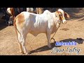 Shahzadi New Entry At Hamdan Cattle Farm For Palai|03/10/2022|