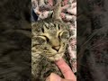 2806 ダメ🙅に決まってんだろ❗️🐱