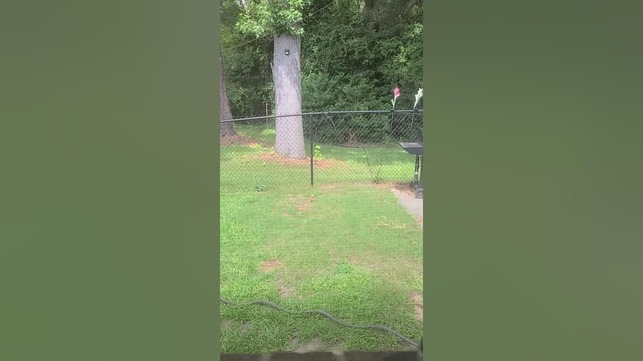 dog-passed-away-youtube