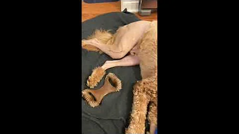 Bernie's bilateralluxatin...  patella surgery reco...
