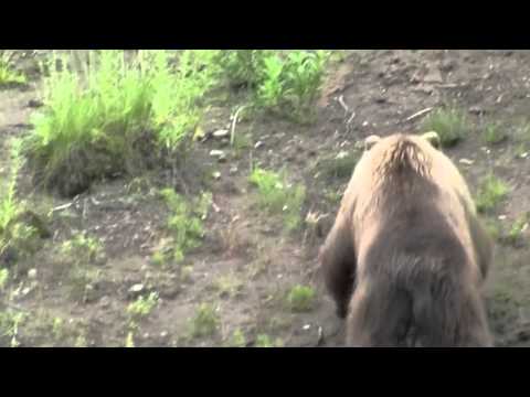 Bald Eagle vs Grizzly