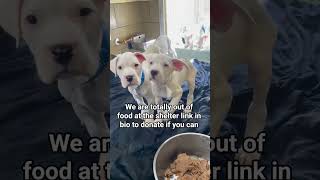 We Are Totally Out Food At The Shelter Link In Bio Tk Donate