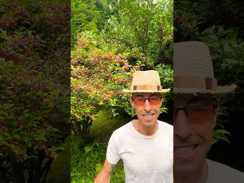 Видео: Judd Viburnum Информация: Отглеждане на храсти от Judd Viburnum