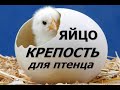 ПТИЧЬЕ ЯЙЦО - КРЕПОСТЬ ДЛЯ ПТЕНЦА